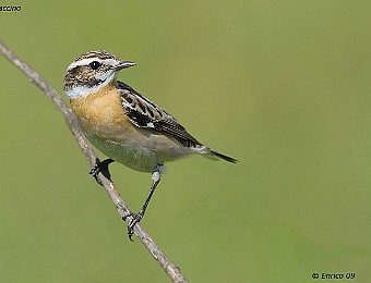 Animali 265